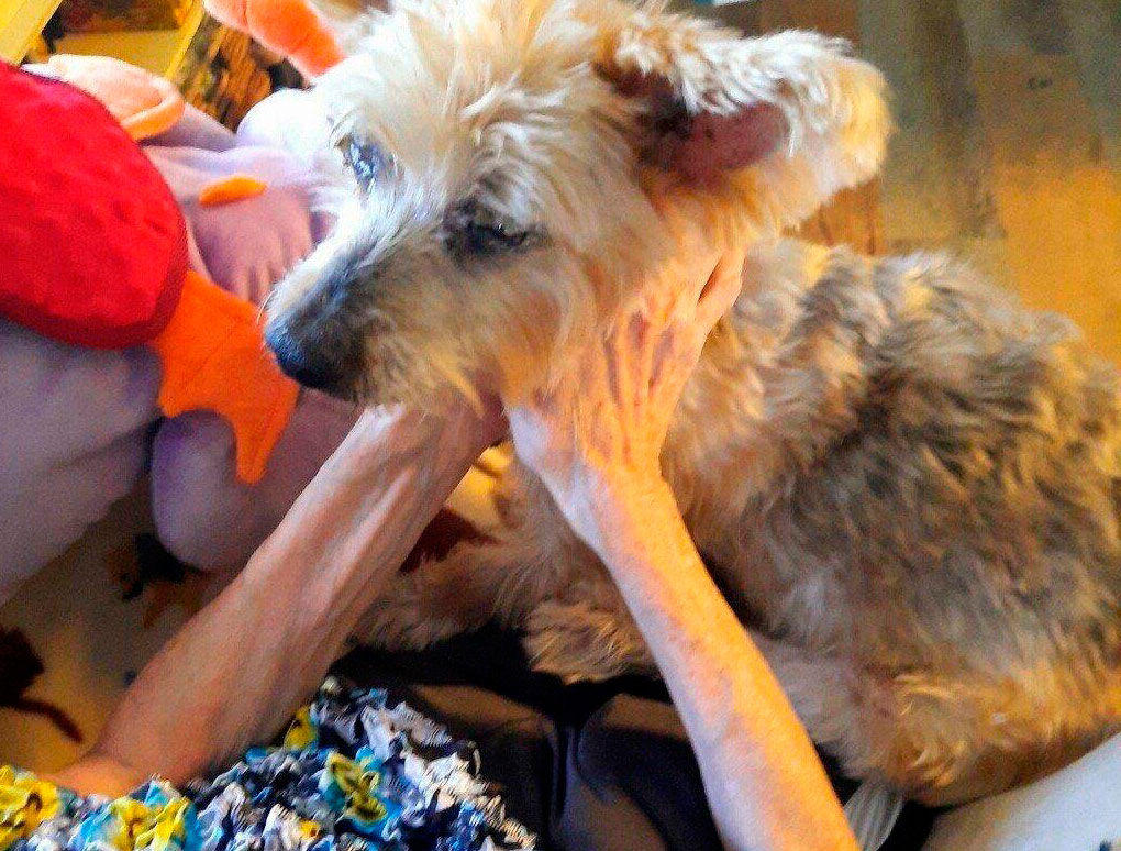 Pets-Home Euthanasia